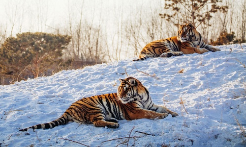 Siberian-Tiger-Park-Harbin